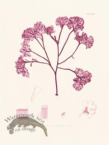 Bradbury Seaweed 079